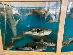 -天正河鲀·河豚亭(大连店)