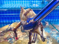 螃蟹（飞蟹）-乔哥铭洋海鲜自助(皇城恒隆广场店)