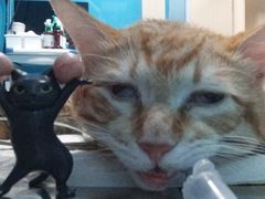 -爱诺耐芙动物医院(万博店)