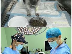 -东莞宠友24H宠物中心医院·转诊夜诊·异宠(新河北路院)