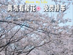 -高东镇樱花园