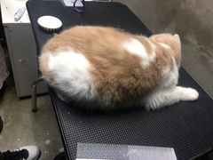 -PETKIT小佩宠物·低压洗护(国顺东路店)