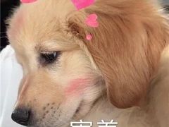 -船歌·鱼水饺青岛菜(恒隆广场店)