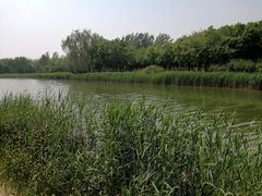 -大兴滨河森林公园