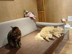 -MOCHA明星猫咖(田子坊店)