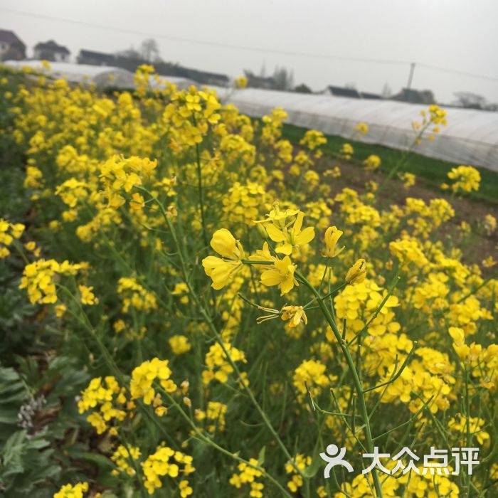 小魚草莓採摘園農家樂(小魚餐廳)圖片 - 第1張