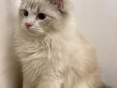 -柴迷FANS CLUB·柴犬狗咖·猫咖