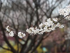 -顾村公园
