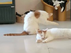 -平行世界·猫咖(首经贸店)