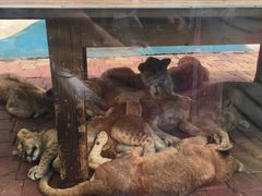 -大连森林动物园