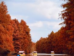 -上海海湾国家森林公园