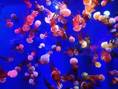 -成都浩海立方海洋公园