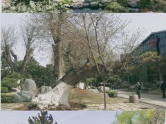 -中国唐苑