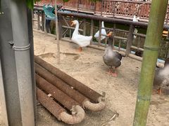 -呀路古热带植物园