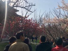 -西安青龙寺遗址景区