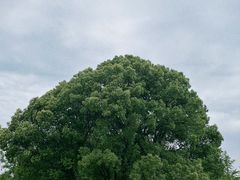 -东方绿舟景区