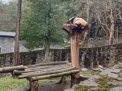 -都江堰中华大熊猫苑