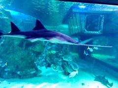 -悉尼海洋生物水族馆
