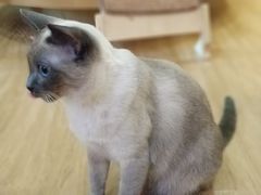 -滚猫咖啡·猫咖·猫友好撸猫(未来城店)