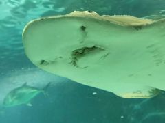 -上海海洋水族馆