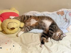 -心仪动物医院·牙专科·肿瘤·心脏科(西客站院)