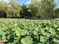 -莲花池公园