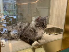 -飞行喵MR PILOT|猫舍·猫咖(静安大融城店)