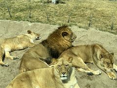 -北京野生动物园