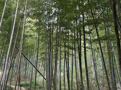 -南京老山国家森林公园