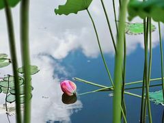 -陈家山荷花公园