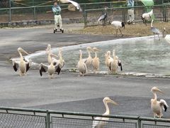 -深圳野生动物园
