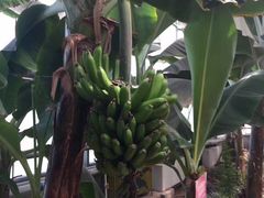 -呀路古热带植物园