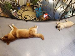-喜柴咖啡·柴犬狗咖