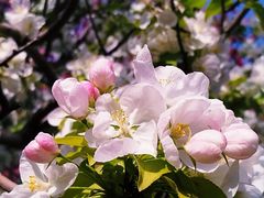 -海棠花溪(元大都城垣遗址公园)