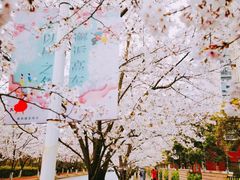 -高东镇樱花园