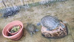 -宝生月子中心(独栋园林·福田店)
