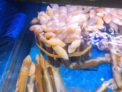 竹蛏子-盒马鲜生(皇庭广场店)