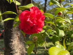 -深圳国际园林花卉博览园