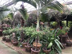 -呀路古热带植物园