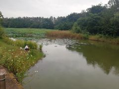 -白鹭湾湿地公园