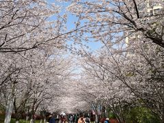 -高东镇樱花园