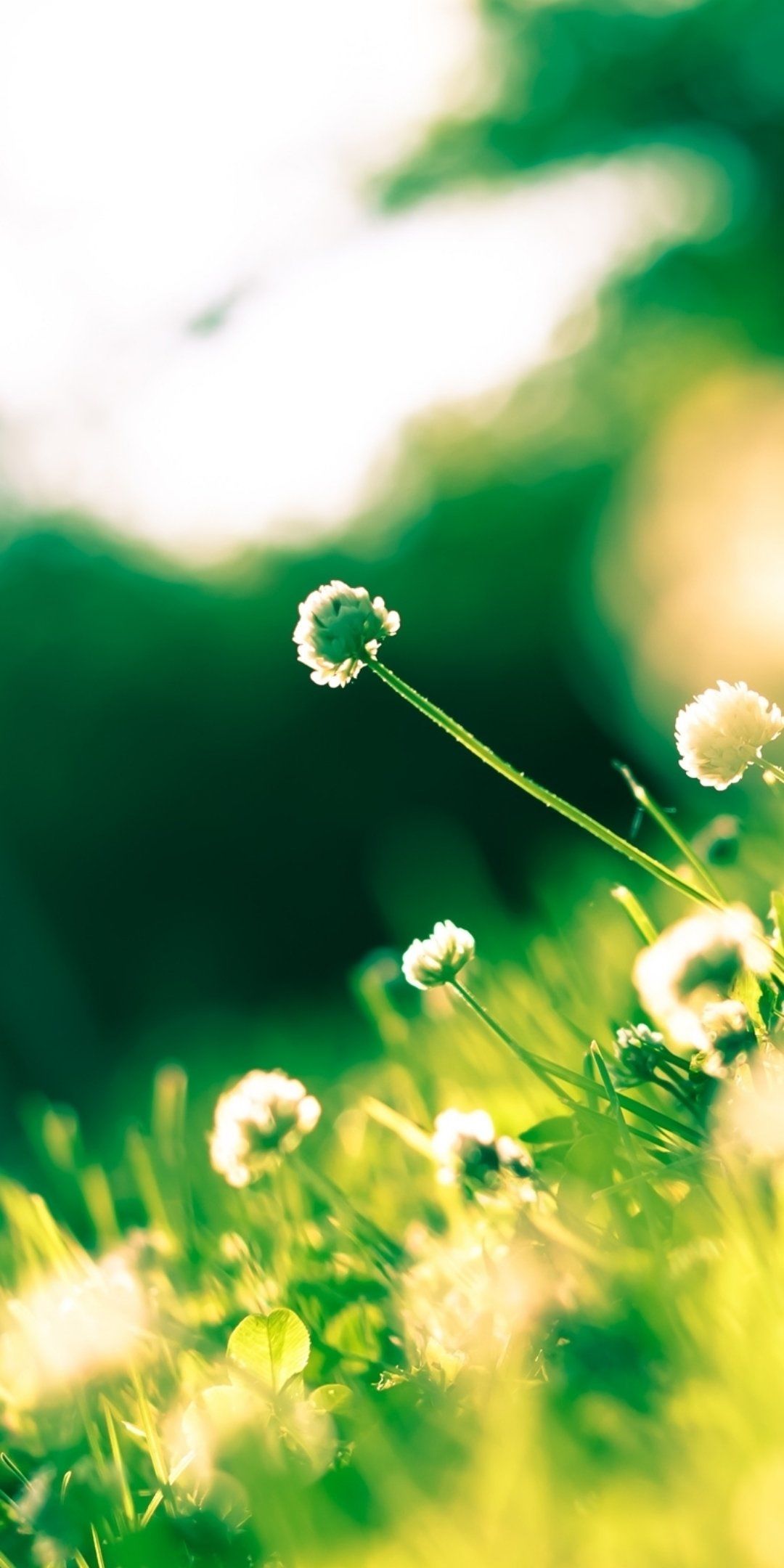 一世界 #看到好看的花一定要分享给你 #爱生活爱养花 #捕捉身边的花草