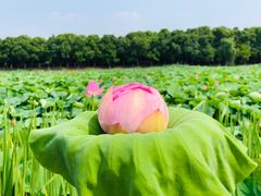 -荷塘月色湿地公园·向阳花洲