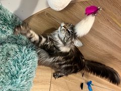 -Umiao与猫咖啡 猫咖