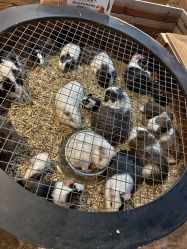 -酷嗒动物文化乐园(cutezoo西溪乐天城店)