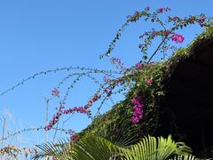 -海南槟榔谷黎苗文化旅游区