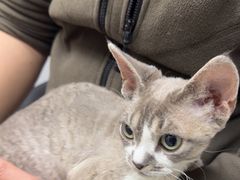 -中农国际动物医院24小时·猫科·骨科·急重症中心