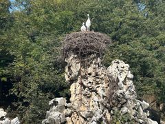 -合肥野生动物园
