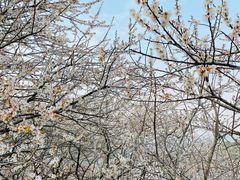 -广州市流溪河国家森林公园