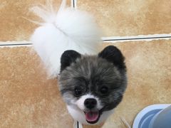 -读宠于你·约克夏比熊·睫角守宫·爬宠售卖(高新店)